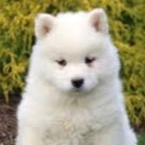 Meet your Posher, Aaliyah